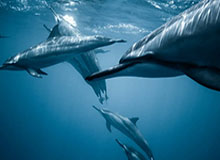 王勤伯：弃赛门，为意大利足球圆场的大转弯审判